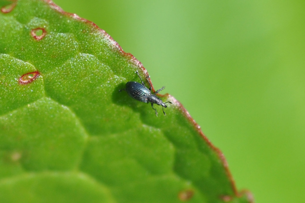 Perapion sp. (Apionidae)